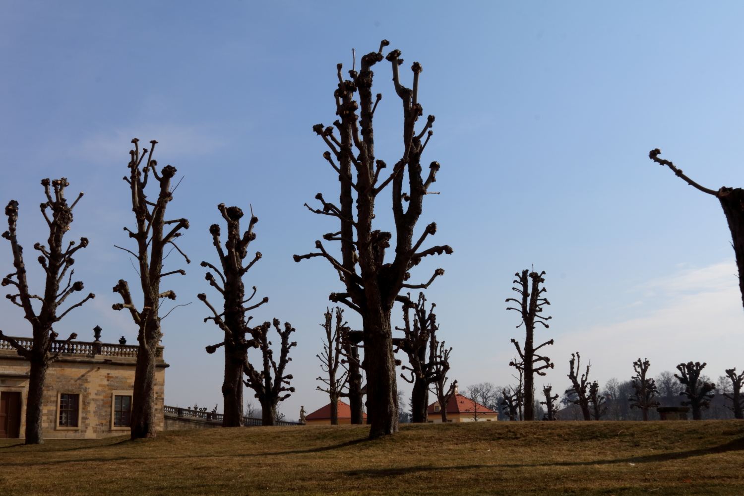 #SchlossMoritzburg #Bäume #blauerHimmel