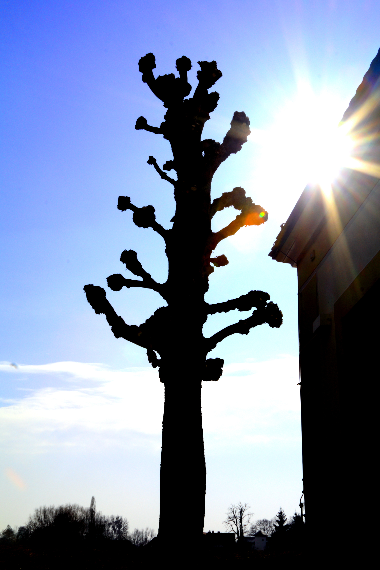 #SchlossMoritzburg #Baum #Sonne #blauerHimmel