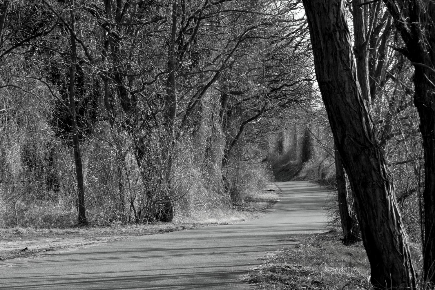 #Weg #Bäume #Straße #schwarzweiß